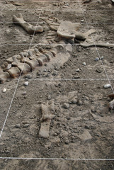 archeology Dig
