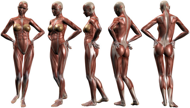Weiblich Menschlicher Körper-Anatomie