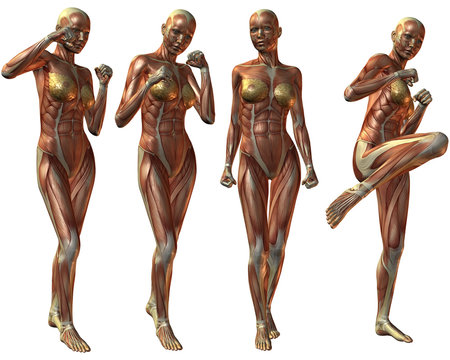Weiblich Menschlicher Körper-Anatomie