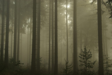 Wald im Nebel - forest in fog 12
