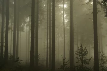  Wald im Nebel - forest in fog 12 © LianeM