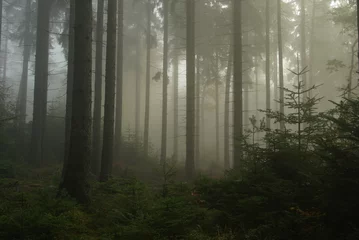  Wald im Nebel - forest in fog 14 © LianeM