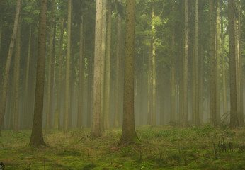 Wald im Nebel - forest in fog 19