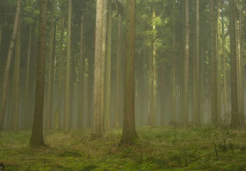  Wald im Nebel - forest in fog 19 © LianeM