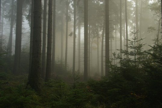 Fototapeta Wald im Nebel - forest in fog 14