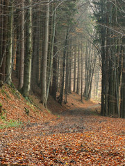 Path through the forrest