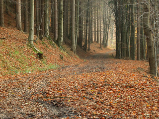 Misterious path through the forrest