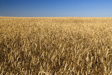 Field of gold wheat and blue sky