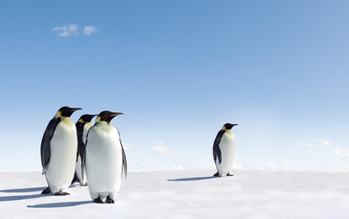 Naklejka na ściany i meble Pingwinów cesarskich na Antarktydzie