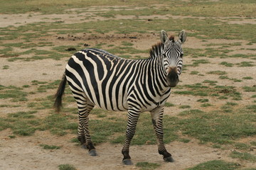 a photo of a Zebra taken in Kenya