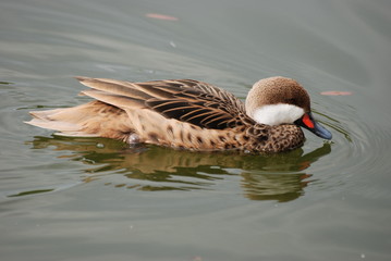oiseau d'eau