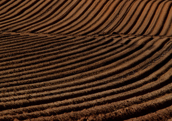 Cultivated field texture