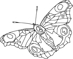 Vector - contour butterfly  isolated on white background