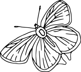 Vector - contour butterfly  isolated on white background