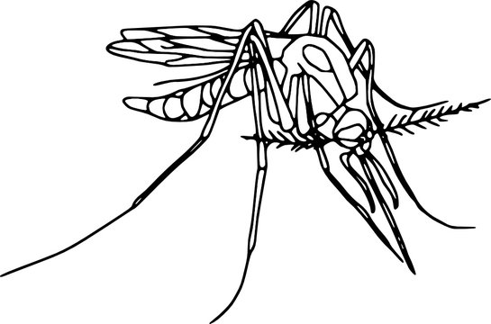 recommend clip art: Vector - contour mosquito  isolated on white background