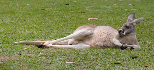 A kangaroo laying on the grass, looking quite relaxed.