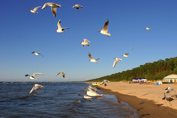 Seagulls at sea