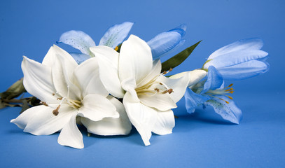 Fototapeta na wymiar biały sztuczny kwiat lilly na niebieskim tle
