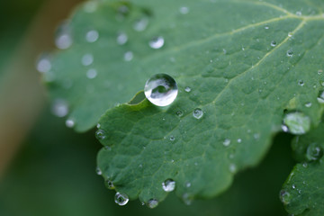 perle de pluie
