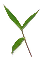 trois feuilles de bambou