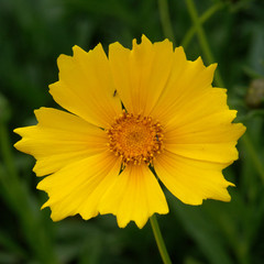 petite fleur jaune