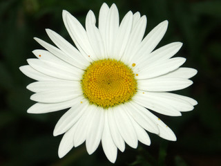 Obraz premium marguerite champêtre