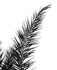 Outline silhouette of a large palm branch
