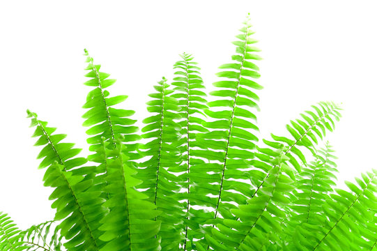 Fern leafs isolated on white