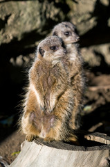Fototapeta premium a curious meerkat (Suricata suricatta) standing up