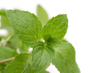 Fresh mint leaves on white background