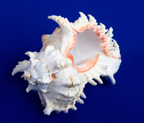 sea shell isolated on a blue background