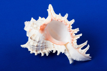 sea shell isolated on a blue background