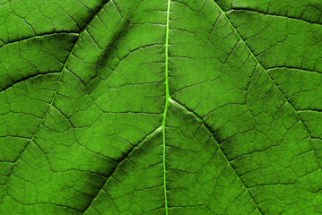 Feuille