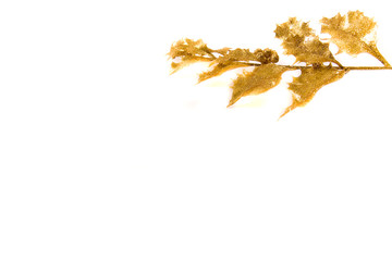 a branch of golden holly on white background