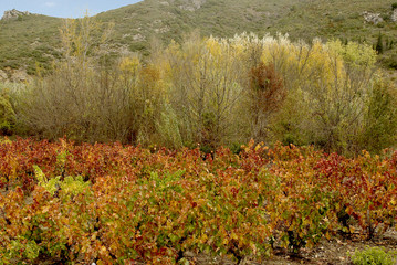 Vigne d'automne