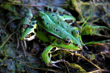 Frog