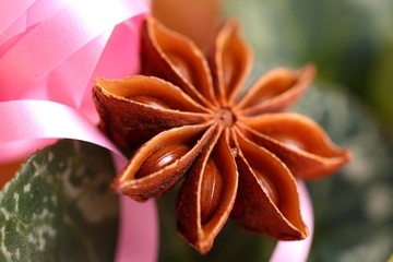 Sternanis © Christian Jung