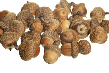 this is many acorn on a whithe background