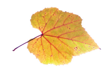 Autumn vine leaf isolated on white background