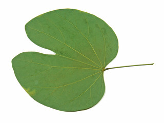 feuille sèche de bauhinia