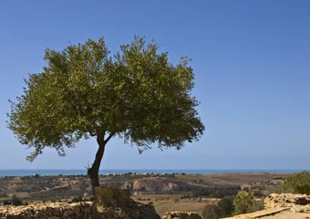 Tuinposter Olijfboom olijfboom