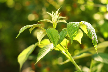 Green sheet of the plant in summer season