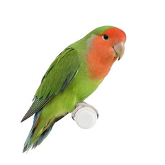 Peach-faced Lovebird in front of a white background