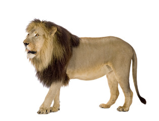 lion in front of a white background