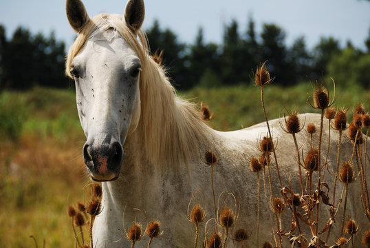 Le Camarguais sauvage