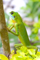 green lizard on a tree