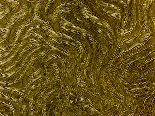 gold metalic machined surface texture