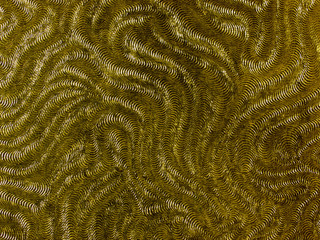 gold metalic machined surface texture