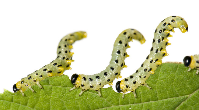 sawflies caterpillar - Arge rosae in front of a white background