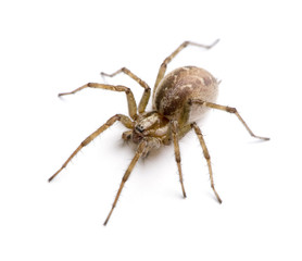 Barn funnel weaver spider in front of a white background